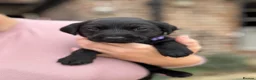 Labrador Retriever dogs for sale: *Stunning Labrador puppies* - Advert 6