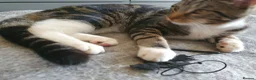 Mixed Breed cats for sale: Cross Maine Coon for sale - Advert 5