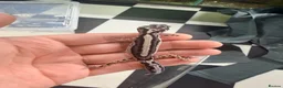 Leopard Gecko reptiles for sale: Mixed baby Leopard Geckos & 1 Black night - Advert 5