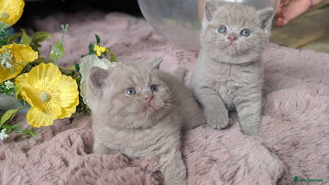 British Shorthair cats for sale: Best quality Gccf registered lilac kittens  - Image 14