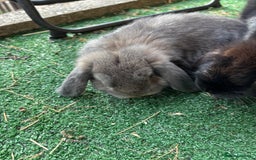 Mini Lop rabbits for sale: 2 Mini lop  - Image 5