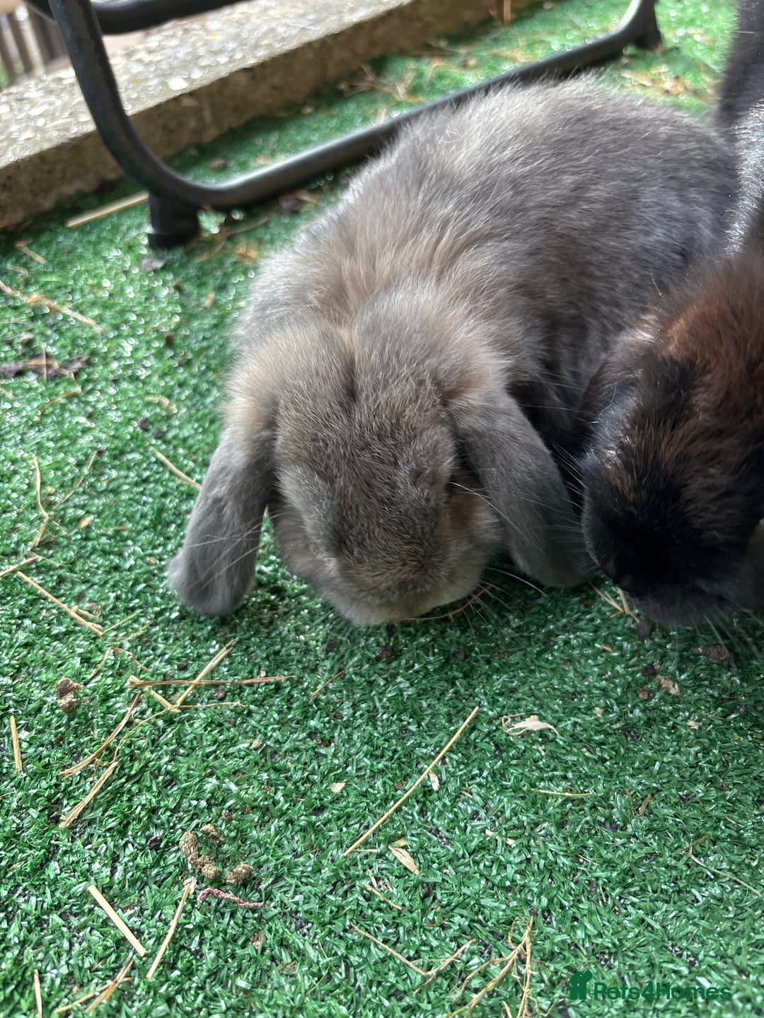 Mini Lop rabbits for sale: 2 Mini lop  - Image 5