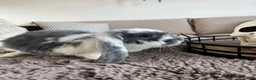 French Lop rabbits for sale: French Lops ready to leave  - Advert 8