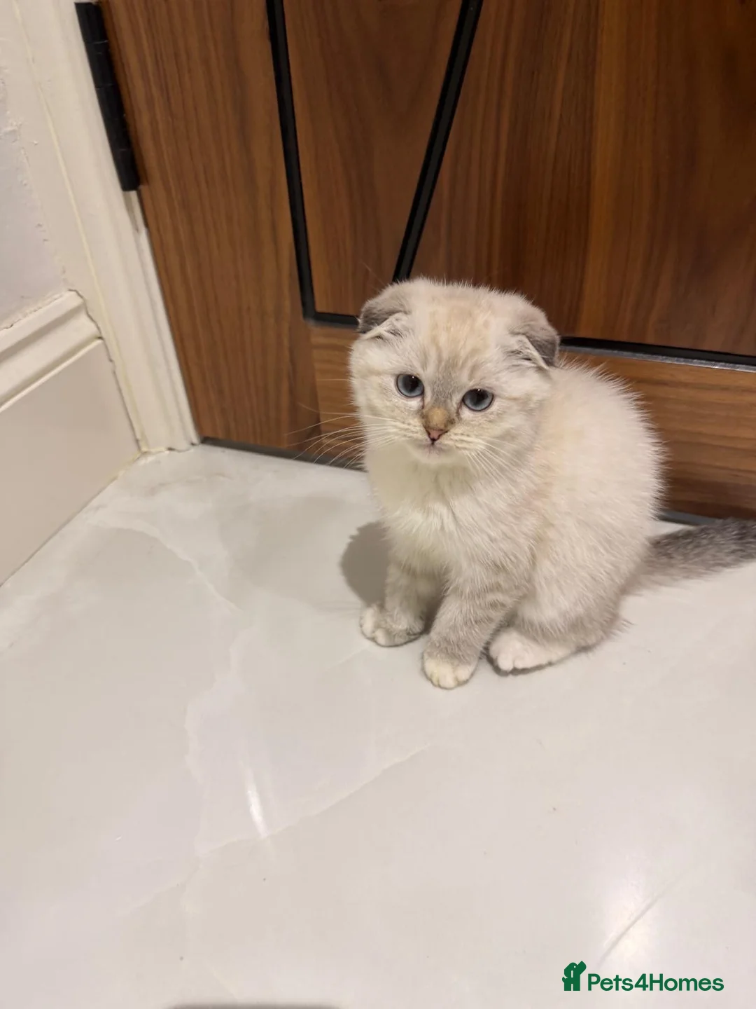 Mixed Breed cats for sale: Ragdoll × Scottish Shorthair Mix Kittens for Sale  - Advert 2