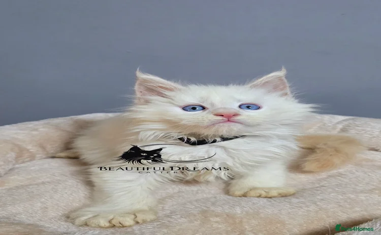 Maine Coon cats Polydactyl Kittens Maine Coon TICA - Advert 15