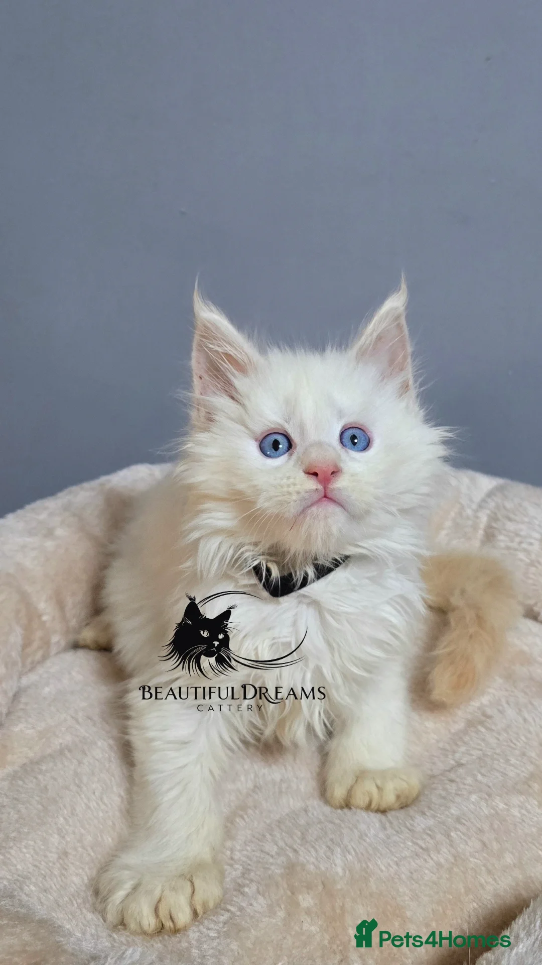 Maine Coon cats for sale: Polydactyl Kittens Maine Coon TICA - Advert 1