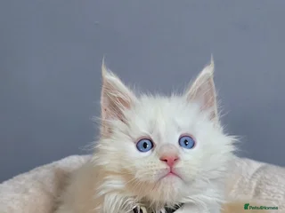 Maine Coon cats Polydactyl Kittens Maine Coon TICA - Advert 12