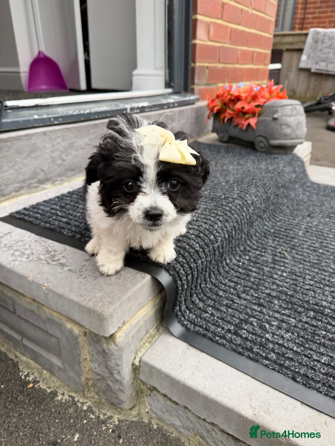 Shih Tzu dogs for sale: Shitzu Puppie for sale  - Advert 2