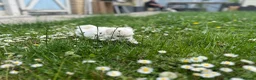 Maltese dogs for sale: Beautiful Maltese Boys in Bristol - Advert 14