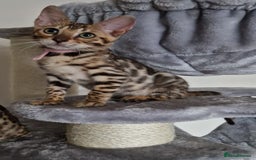 Bengal cats for sale: Last one😍Pure Bengal kittens❤️Ready to go😍 - Image 34