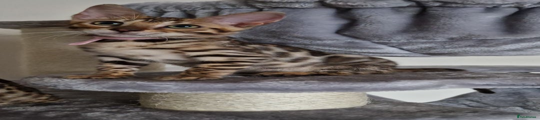 Bengal Kitten 4