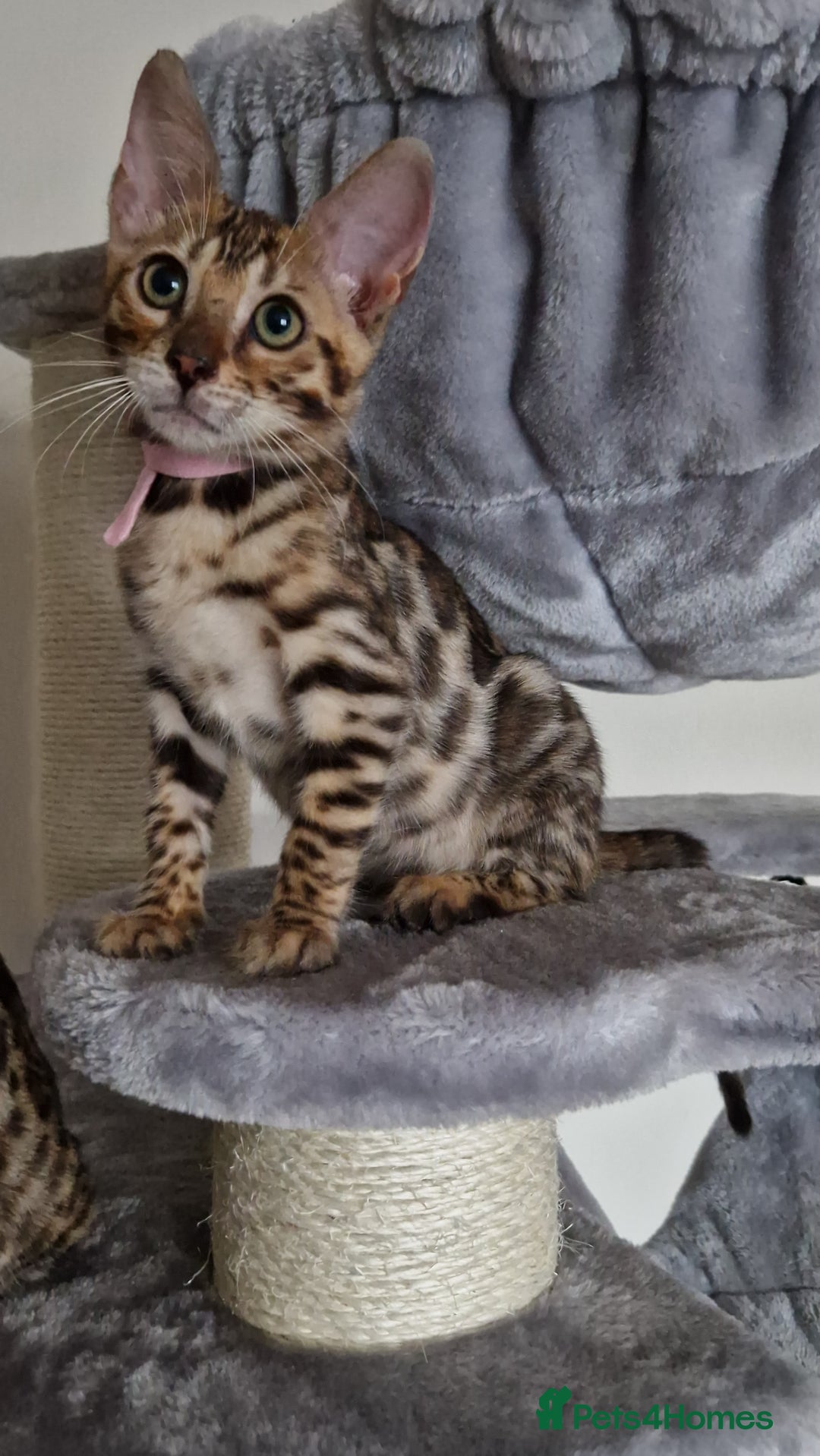 Bengal cats for sale: Last one😍Pure Bengal kittens❤️Ready to go😍 - Image 34