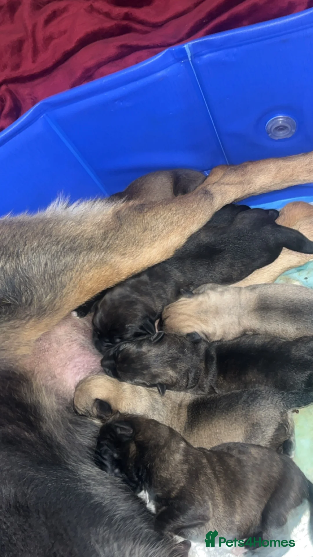 Mixed Breed dogs for sale: 6 Cane Corso x puppies  in Barking - Advert 1