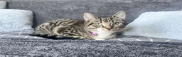 Mixed Breed cats for sale: miśek - Advert 2