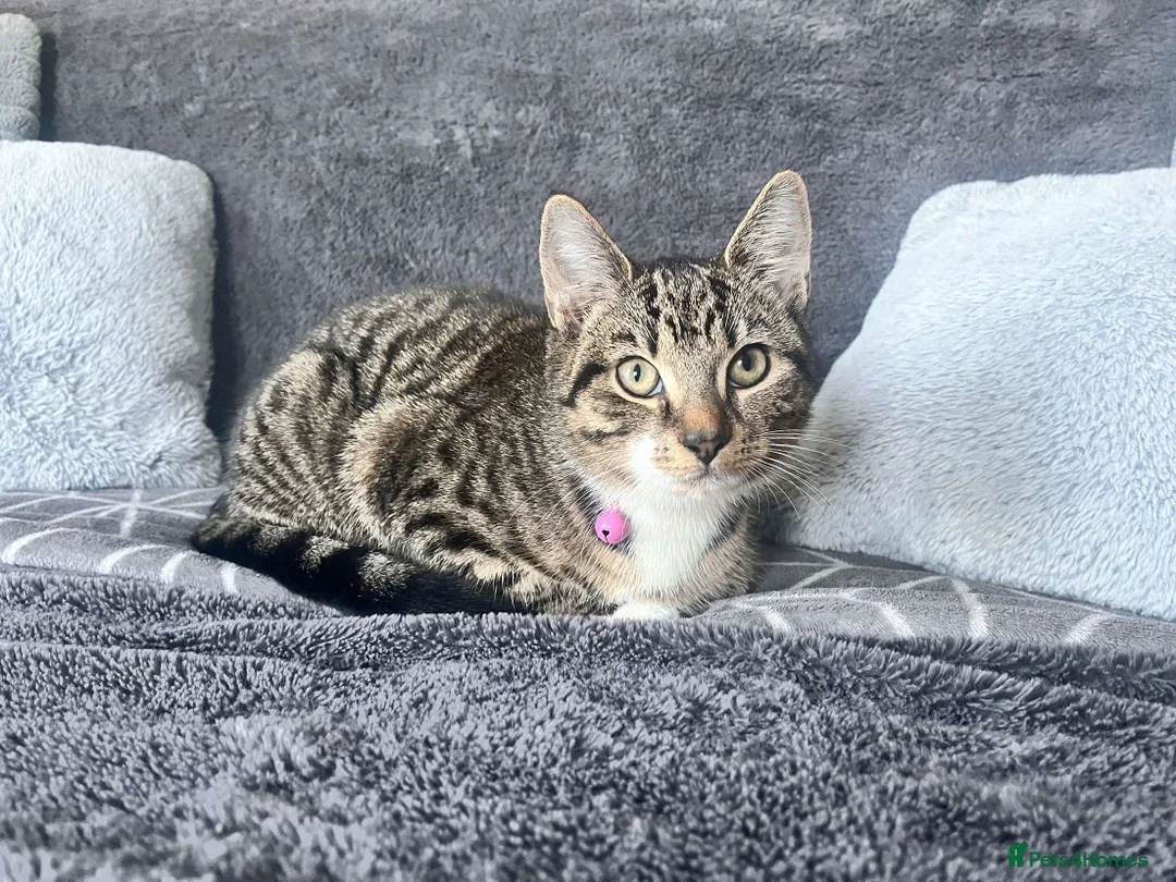Mixed Breed cats for sale: miśek - Advert 2