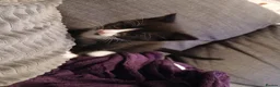 Ojos Azules cats for sale: Little guy in Maidstone - Advert 6