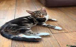 Mixed Breed cats for sale: Beautiful mixed breed kittens  - Image 15