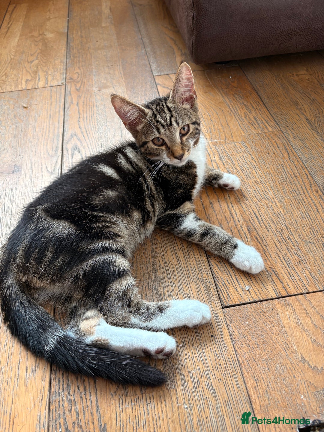 Mixed Breed cats for sale: Beautiful mixed breed kittens  - Image 15