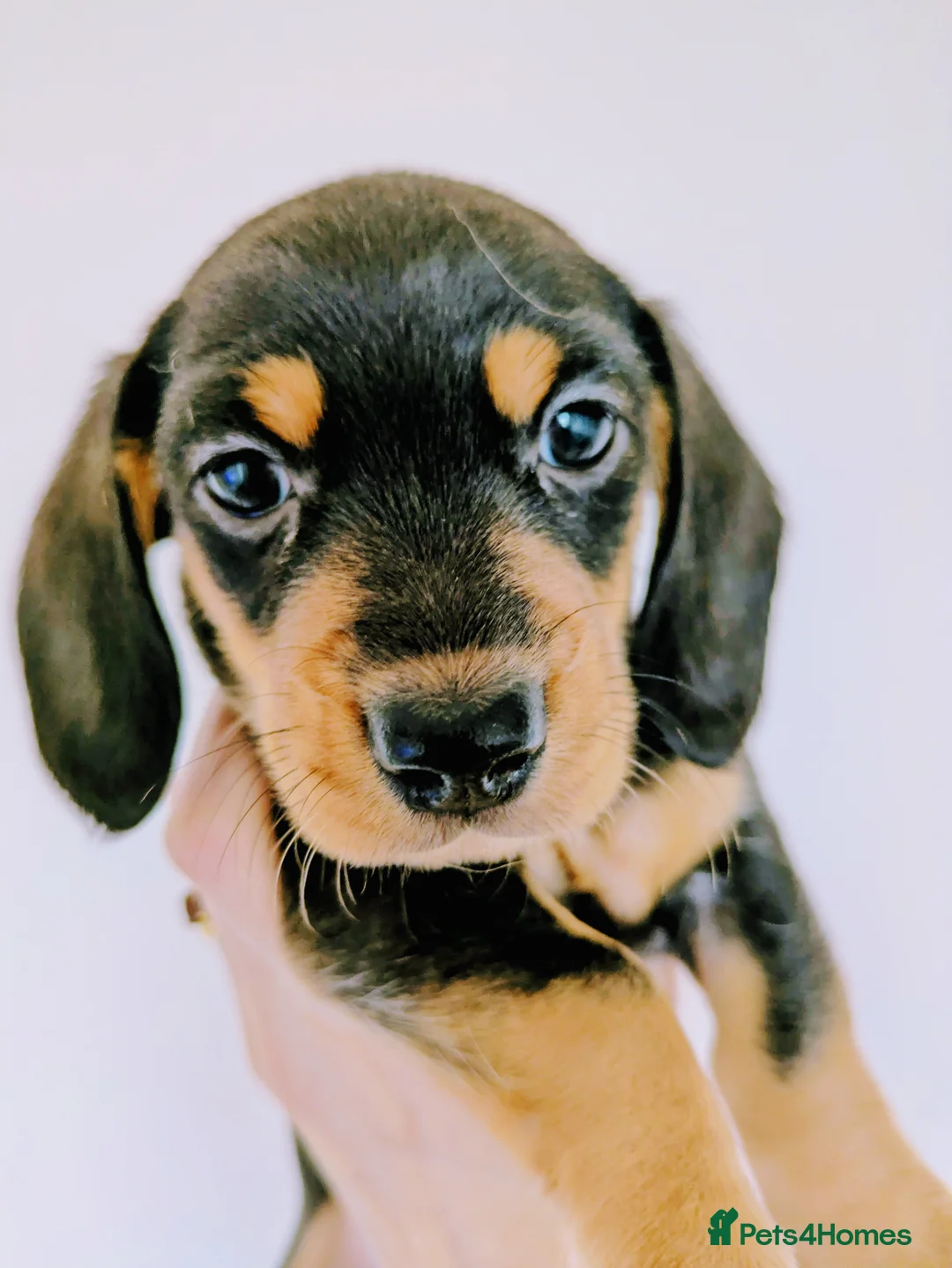 Miniature Dachshund dogs for sale: Miniature baby dachshund - Advert 1
