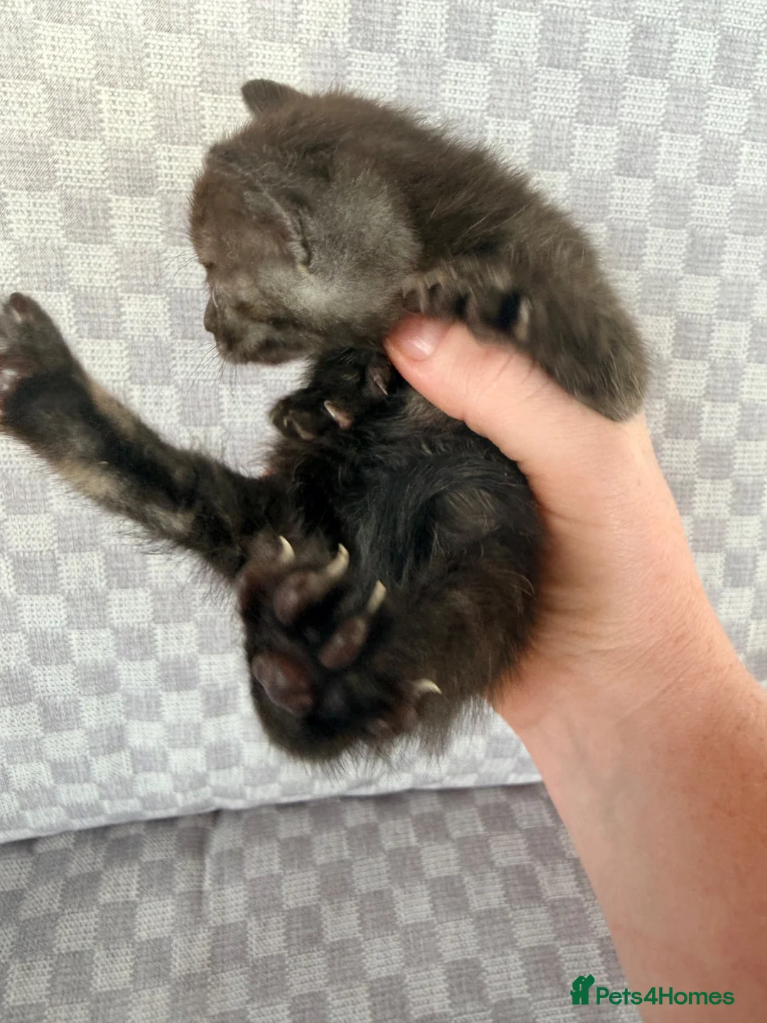 Mixed Breed cats for sale: Grey smoke tabby kitten - Advert 17