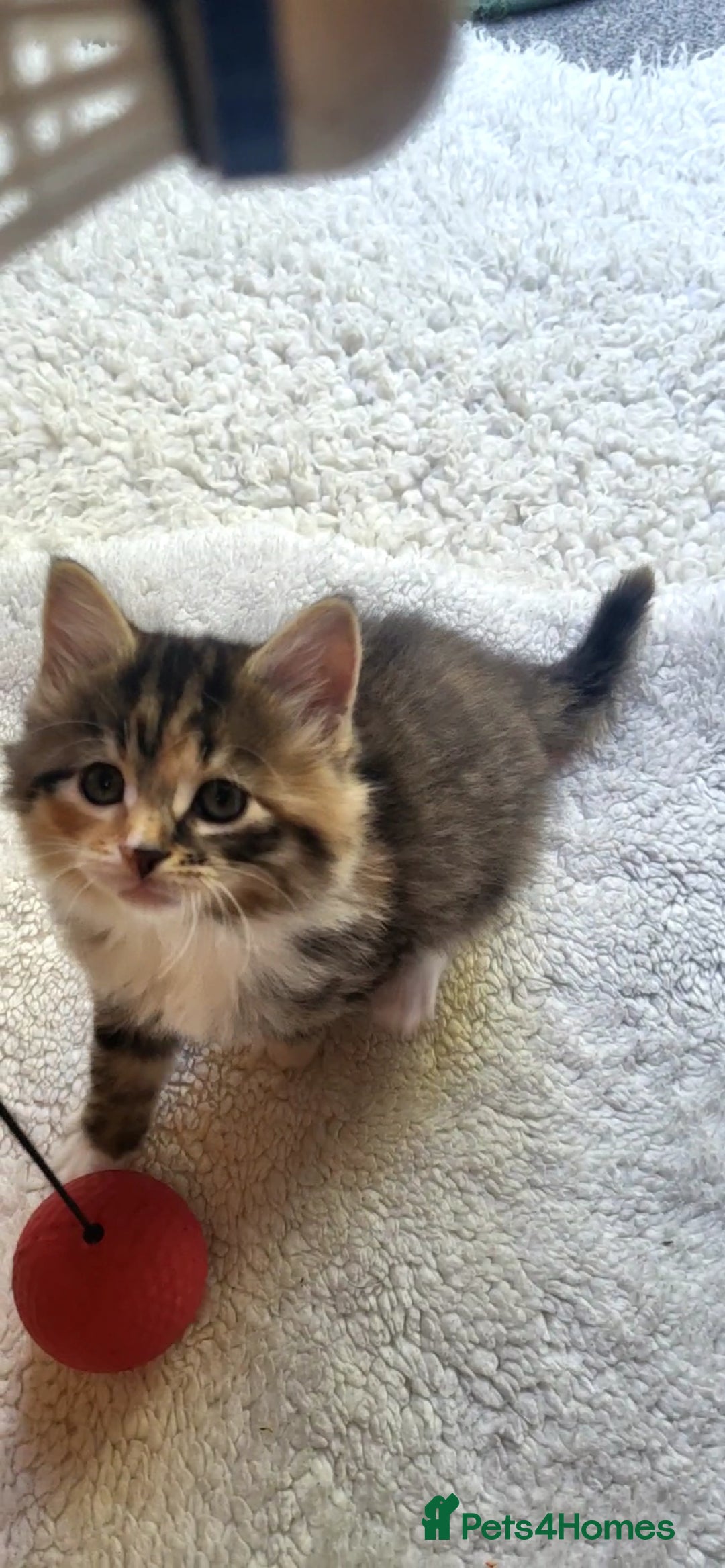 Mixed Breed cats for sale: Lovely kittens Looking for new Homes  - Image 6