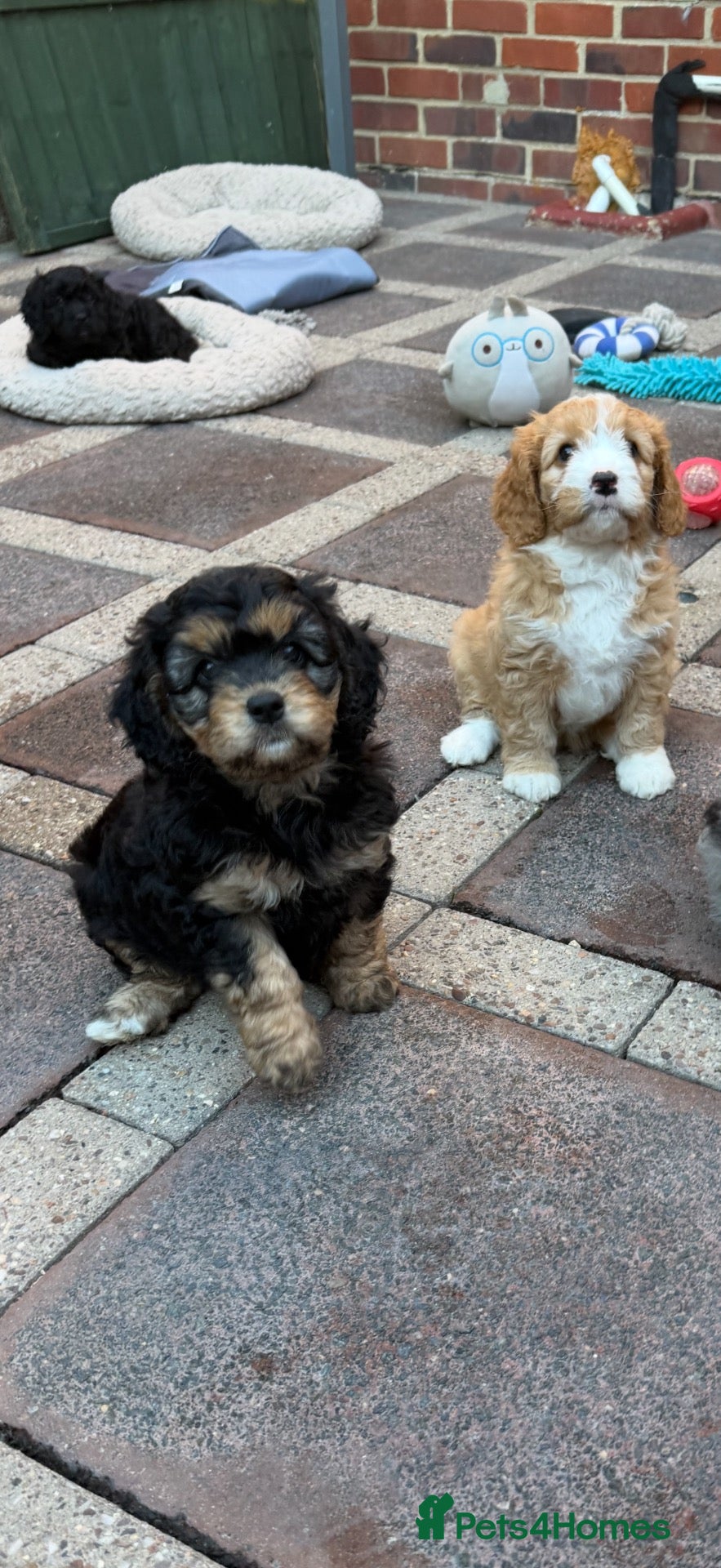 Cavapoo dogs Wow, factor - Advert 1