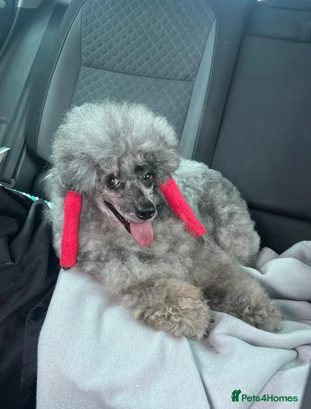 Miniature Poodle dogs for sale: BLUE MERLE MINIATURE POODLE MALE - Advert 9