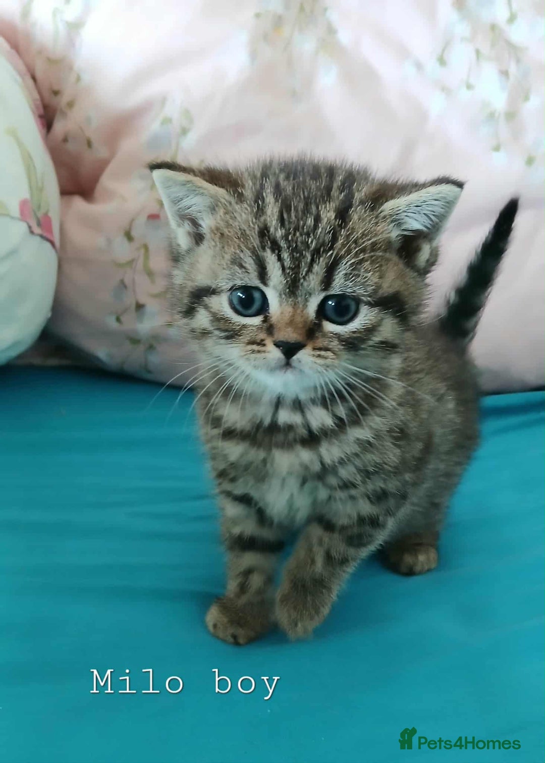 British Shorthair cats for sale: Bsh and Scottish straight mix - Image 4