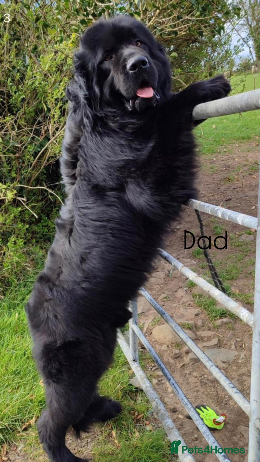 Newfoundland dogs for sale: Chunky Newfoundland puppies - Advert 4