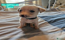 Mixed Breed dogs for sale: BEAUTIFUL LURCHER PUPPIES - Image 11