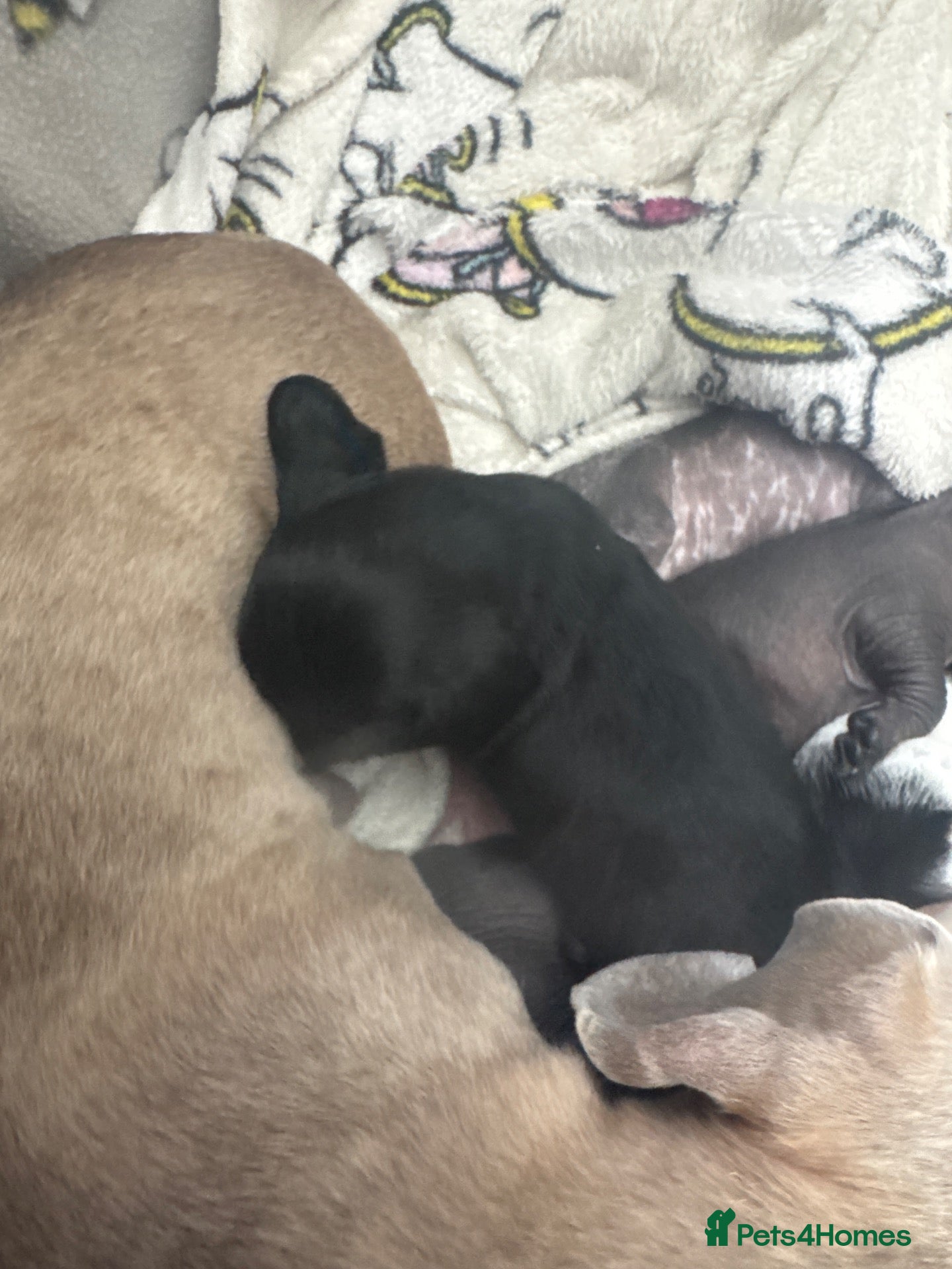 Mixed Breed dogs  Chinese crested  cross dachshund puppies  - Advert 14