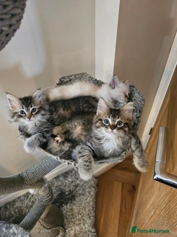 Ragcoon cats - Advert 5