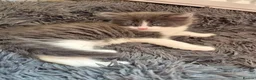 Mixed Breed cats for sale: Kittens in Elgin - Advert 4