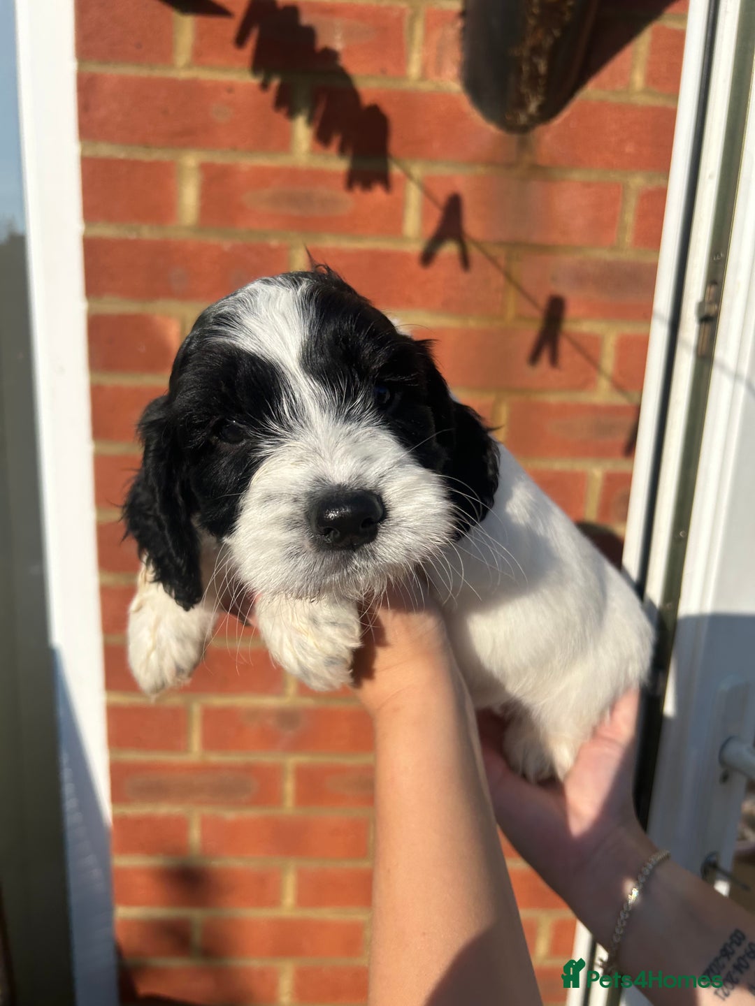 Mixed Breed dogs for sale: Cockerpoo puppies - Image 4