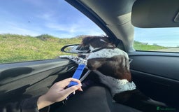 English Springer Spaniel dogs for sale: Coco springer spaniel - Image 8