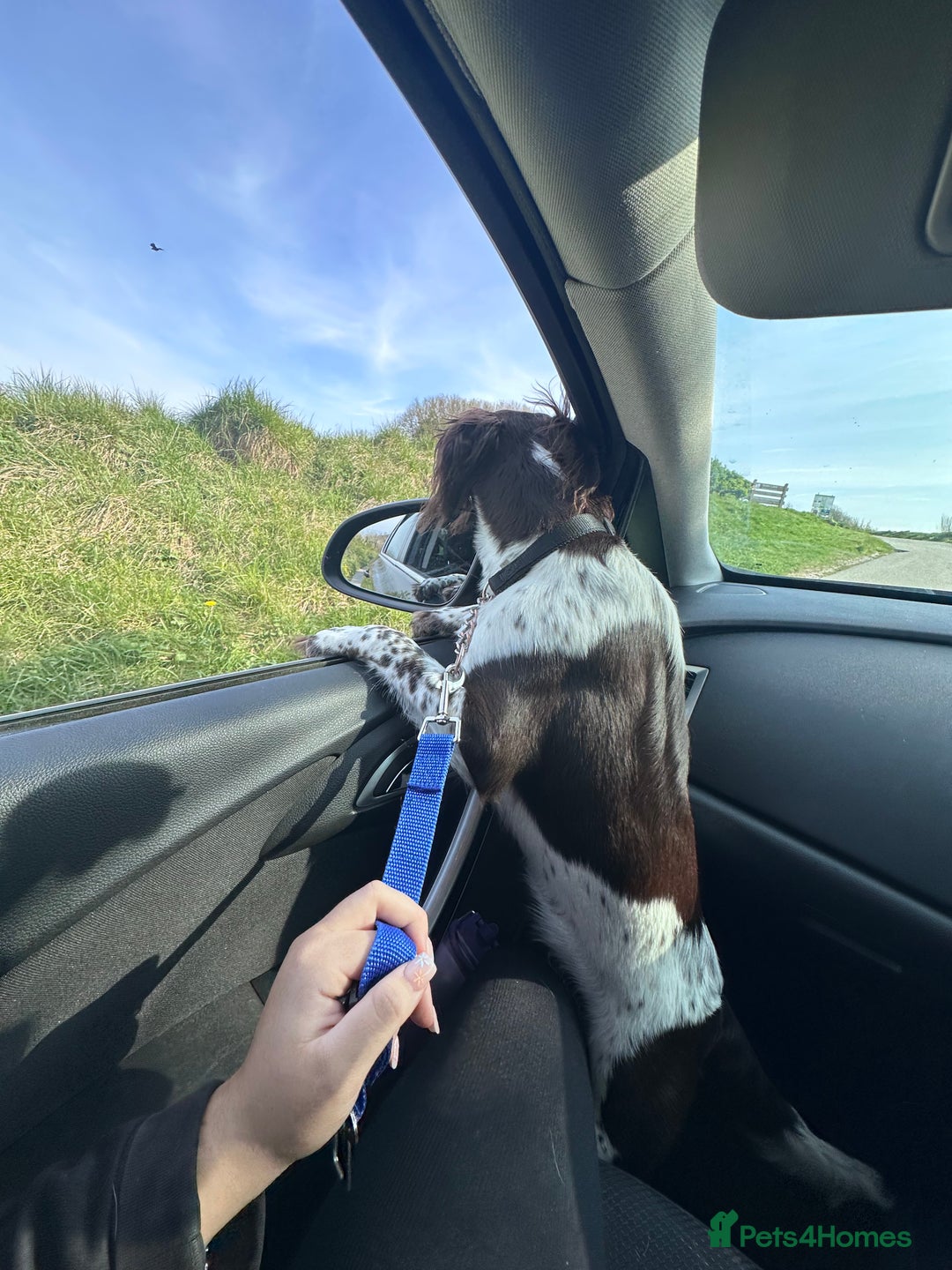 English Springer Spaniel dogs for sale: Coco springer spaniel - Image 8
