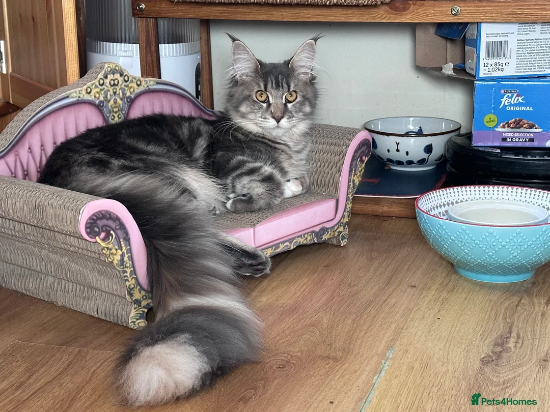 Maine Coon cats for sale: Maine Coon Kitten in Chippenham - Advert 2