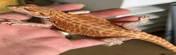 Bearded Dragon reptiles for sale: Red hypo trans Genetic Stripe Bearded Dragons - Advert 4