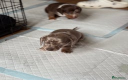 Miniature Dachshund dogs for sale: Beautiful kc mini dachshunds  - Image 11