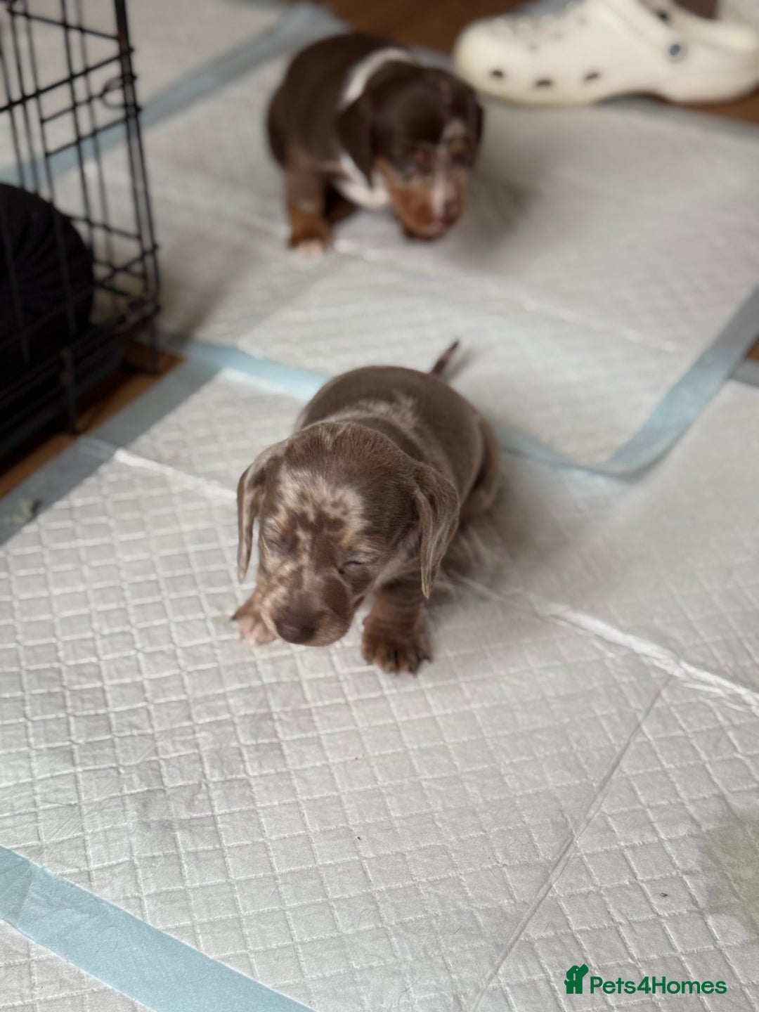 Miniature Dachshund dogs for sale: Beautiful kc mini dachshunds  - Image 11
