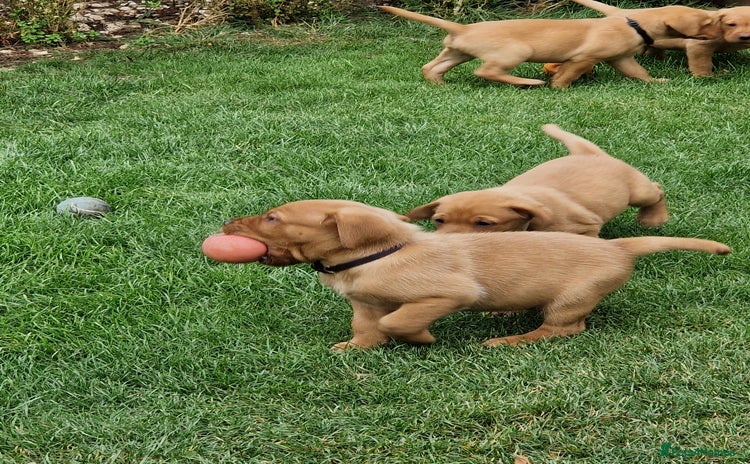 Labrador Retriever dogs - Advert 14