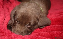 Labrador Retriever dogs for sale: Labrador Pupsfor Sale – Yellow, Chocolate, Black  - Image 14