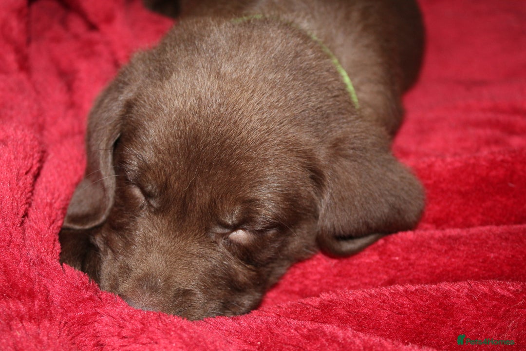 Labrador Retriever dogs for sale: Labrador Pupsfor Sale – Yellow, Chocolate, Black  - Image 14