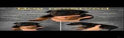 Dobermann dogs for sale: 5 Doberman puppies left  - Advert 3