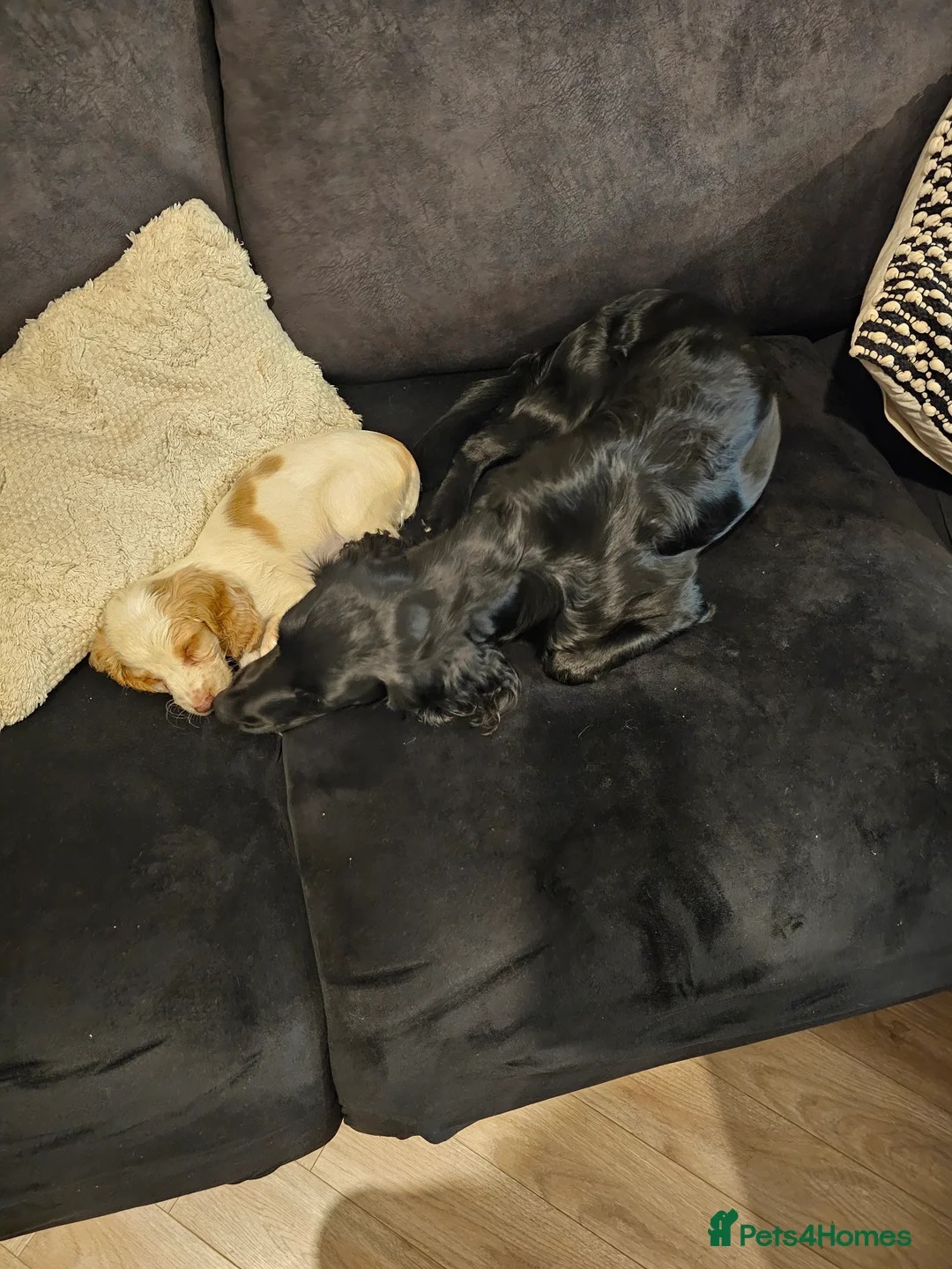 Cocker Spaniel dogs for sale: 2 cockerspaniels for rehoming together - Advert 14