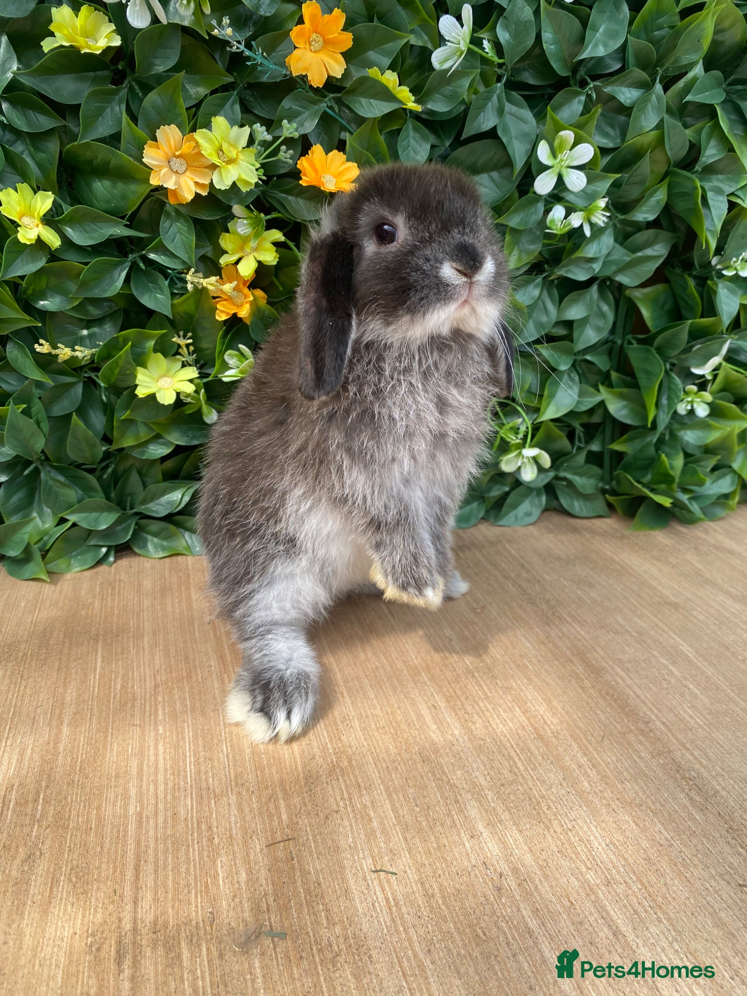 Mini Lop rabbits Mini lops  ready now 8 weeks old  - Advert 17