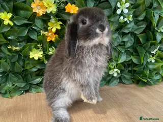 Mini Lop rabbits Mini lops ready now 8 weeks old - Advert 6
