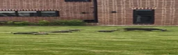 Whippet dogs for sale: Whippet puppies in Wisbech - Advert 9