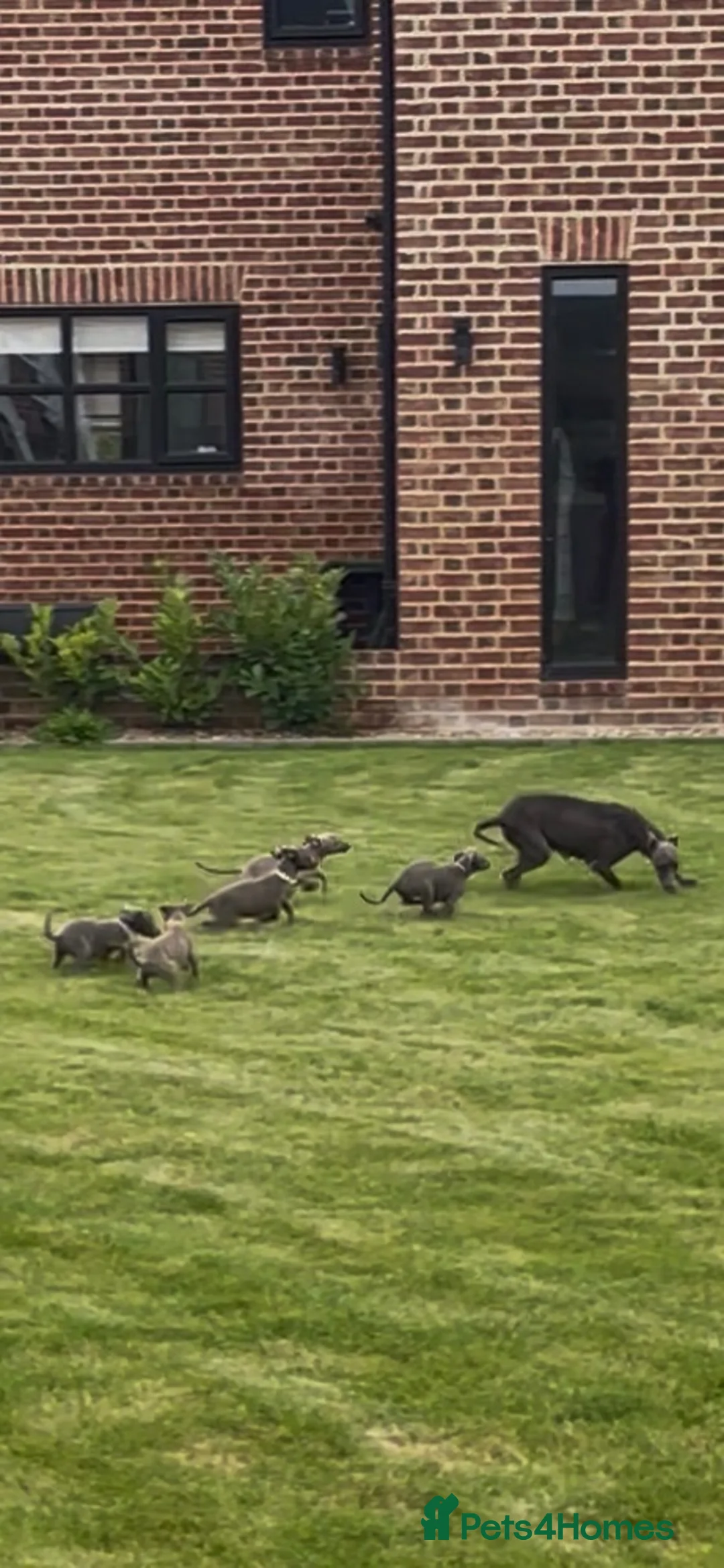 Whippet dogs for sale: Whippet puppies in Wisbech - Advert 9