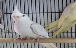 Cockatiels birds for sale: Young avairy Bred cockatiels  - Image 5